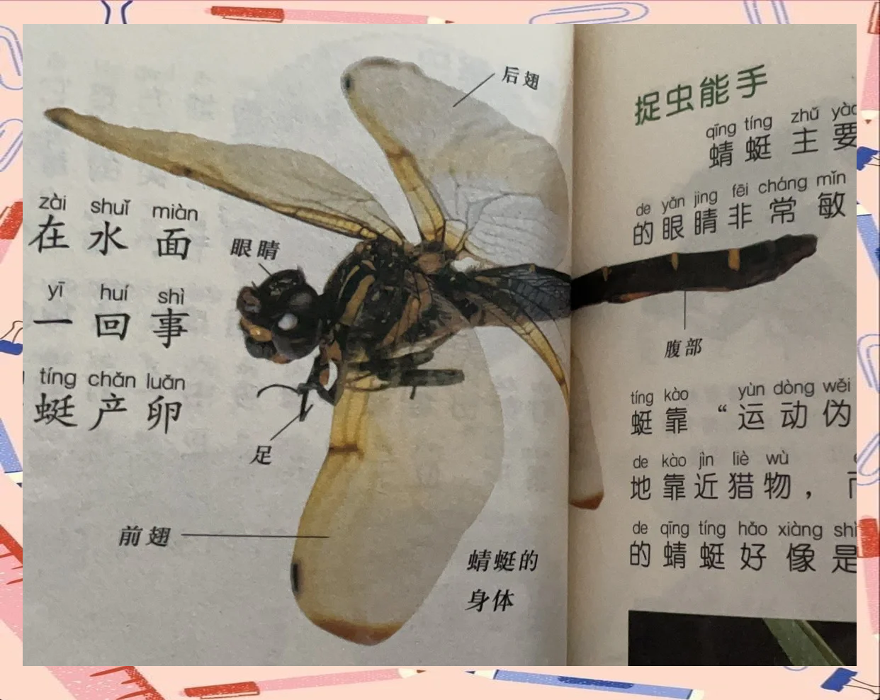 为什么蜻蜓点水